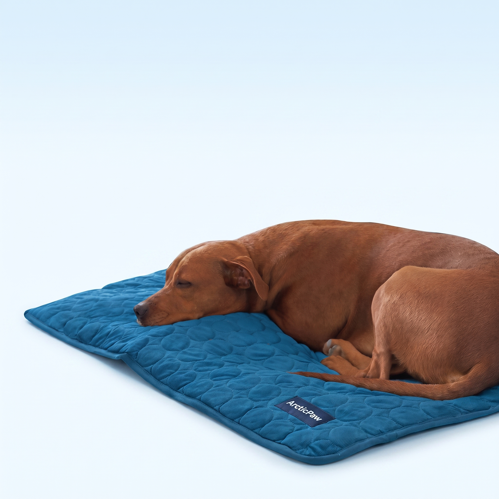 ArcticPaw Kühlmatte Blau – Hund liegt entspannt auf der Matte (Hero)